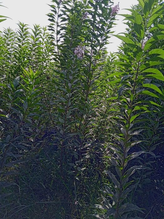 Termizda mevali va manzarali koʻchatlar