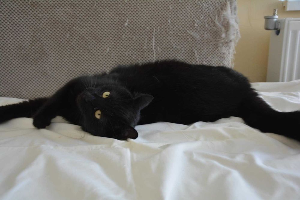 1-годишно момченце от Враца търси ДОМ