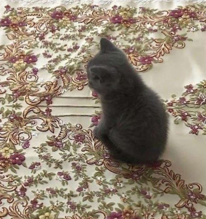 Продается котята