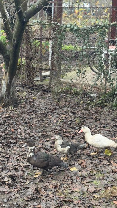 Vând rate .Crescute cu porumb și viermi