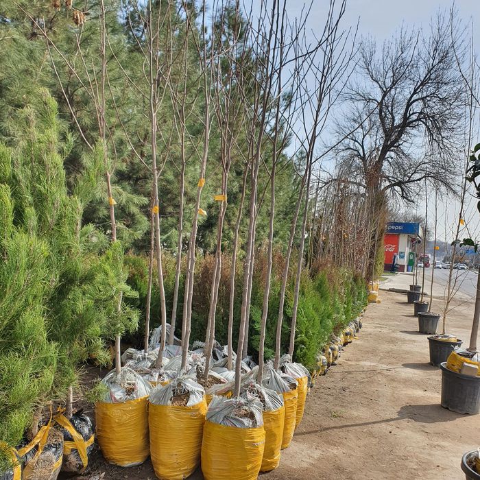 Каштан Липа Лола Чинор  Терак Дупь  Килён дарахтлари бор достовка бор