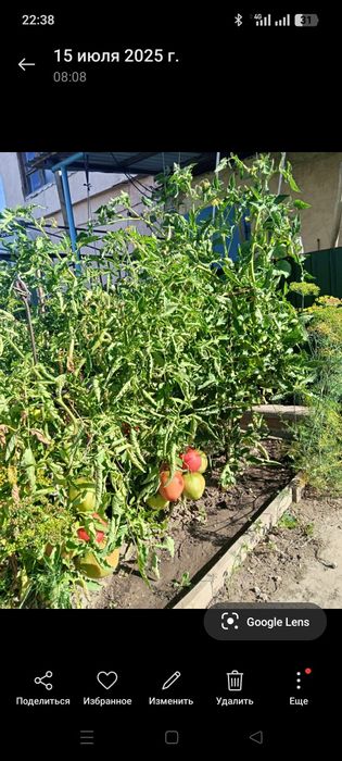 Продаю семена помидор,