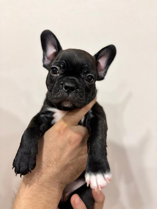 Продам щенков!!!