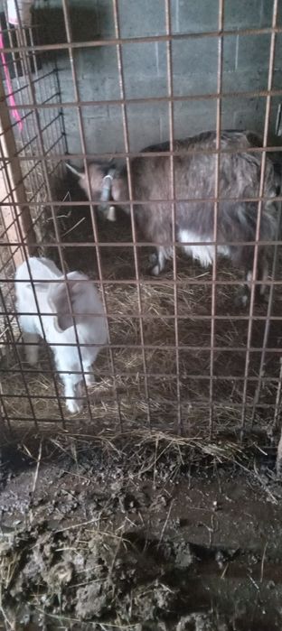 Capra Alpina franceza cauta un nou stăpân!