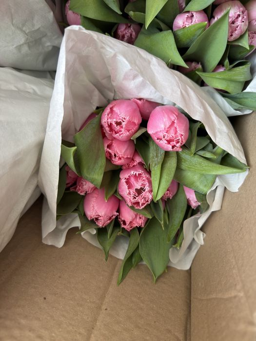 Тюльпаны крупный сорт