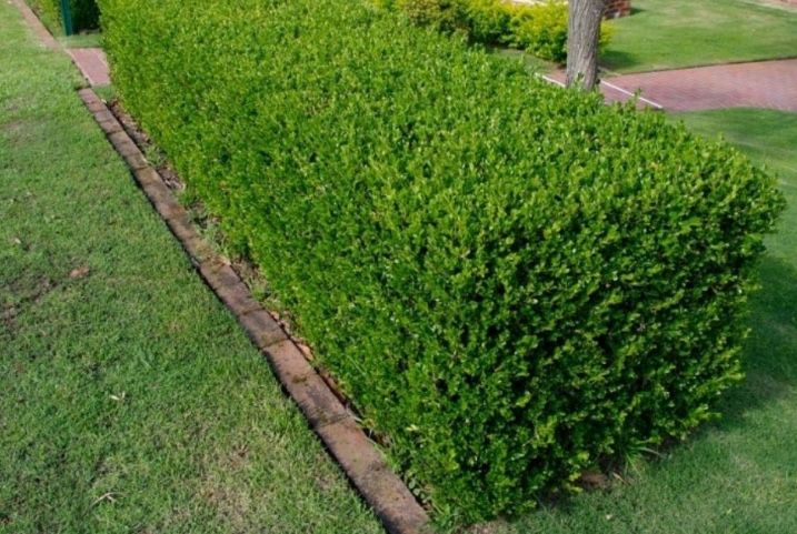 Lemn Cainesc pentru Gard viu