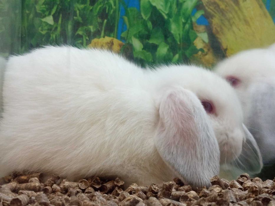 Декоративни зайчета клепоухи и правоухи