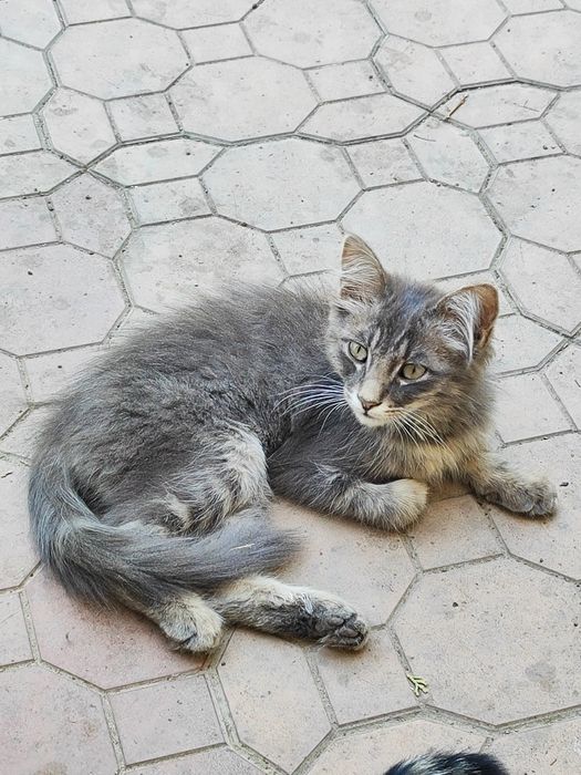 Отдам Породистого Котёнка, Сибирский-длинношенртный.