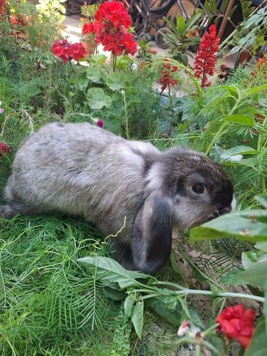 Хикол 3 йарим ойлик самка 2 та  самес 6  та 150 минг дан