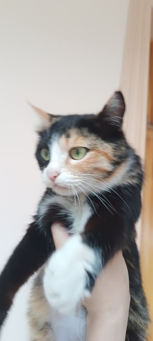 Отдаём Кошку и котят в хорошие руки