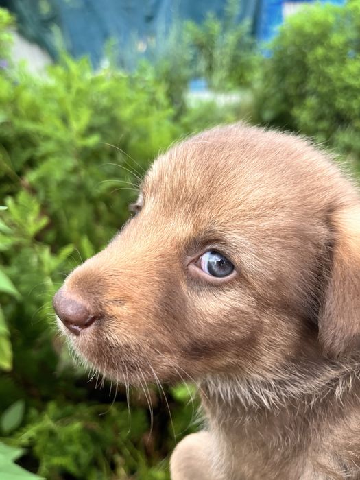 Милашка Тея, 2 мес