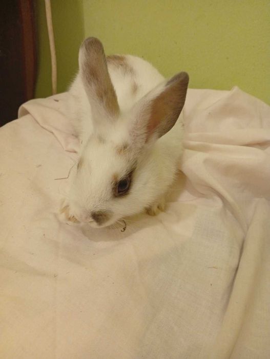 Декоративни зайчета - лъвска глава