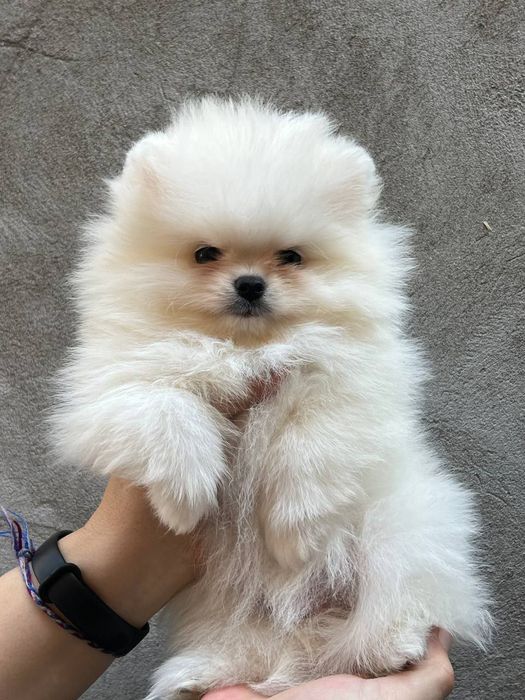 Клубные щенки шпица