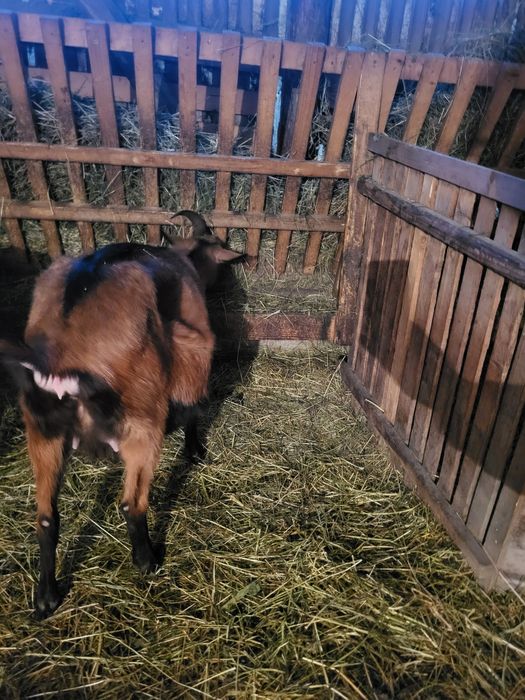 Alpina la prima fatare