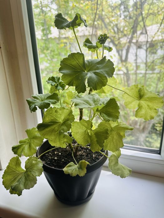 Пеларгония. Герань