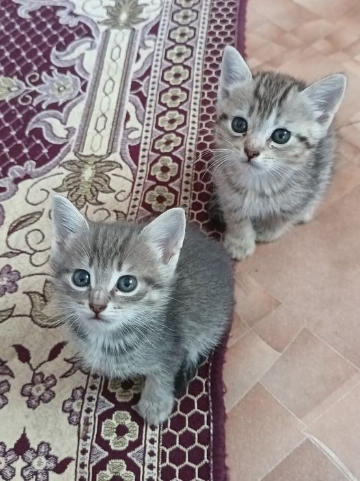 Отдам котят в добрые руки
