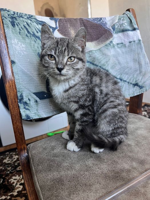 Отдам котенка в добрые руки