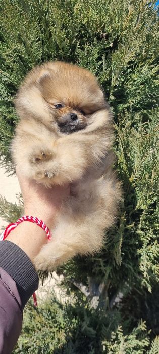 Померан померанче