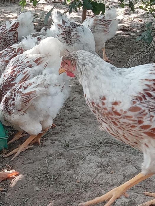 Виандот белое золото куры товук