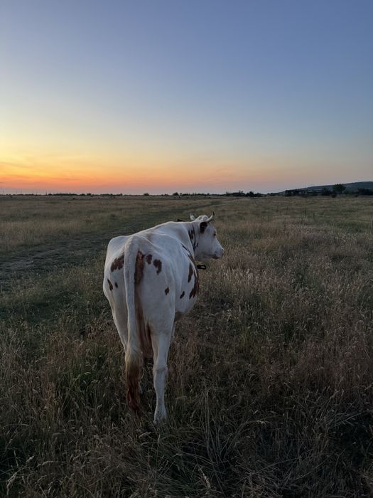 Vaca pentru abator