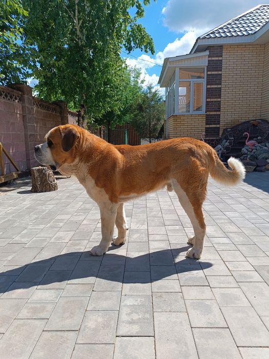 Сенбернар ( вязка ) ! Кобель, 5 лет.