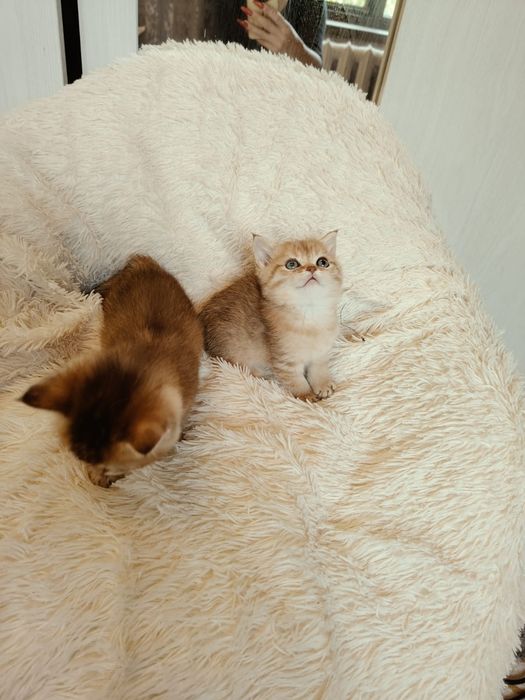 Шотландские котята
