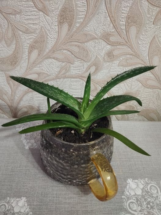 Алоэ продается не дорого