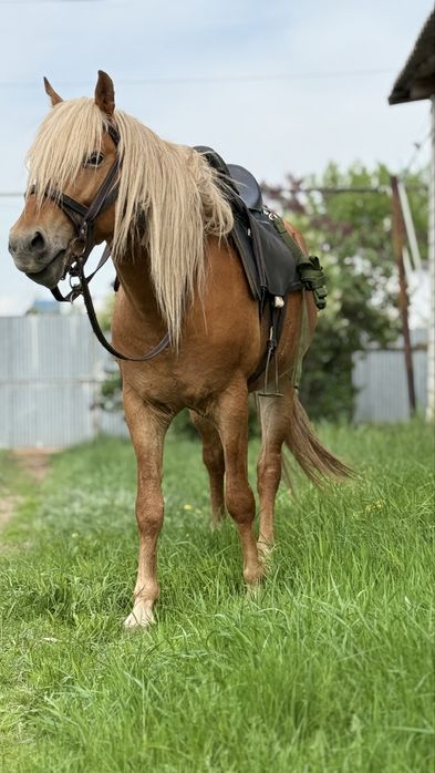 Продаётся жеребец! Айғыр!