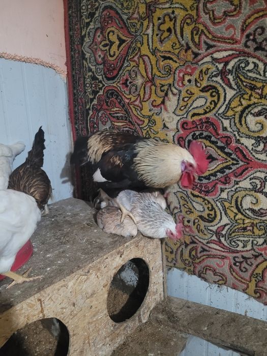 Продам домашних петухов. 5.000