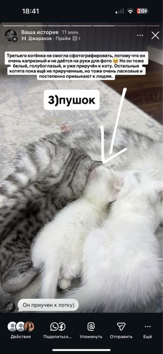 Продам котят, мама бесплатно