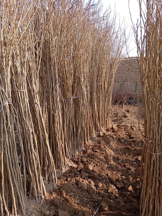 Yapon tut payvand qilingan