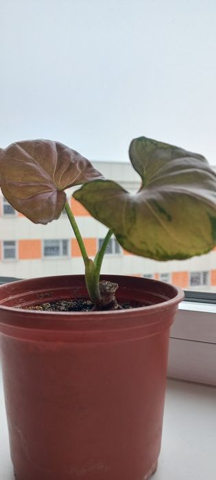 Сингониумы 2 вида