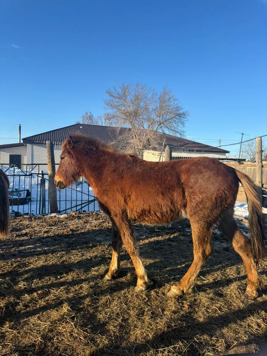 Продам байталку на откорме