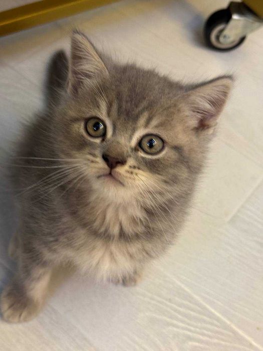 Mushuk bolalari sotiladi