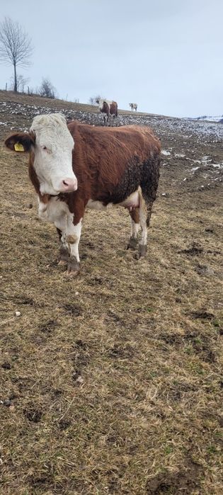 Vând juninca cu vitel