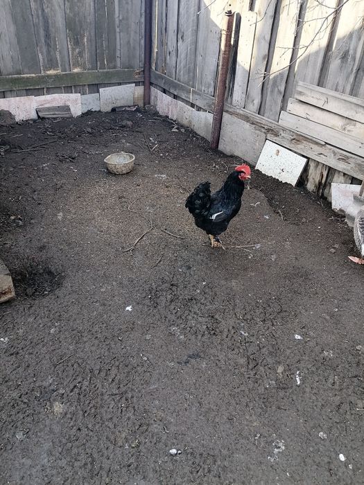 Продам петухов  породистые