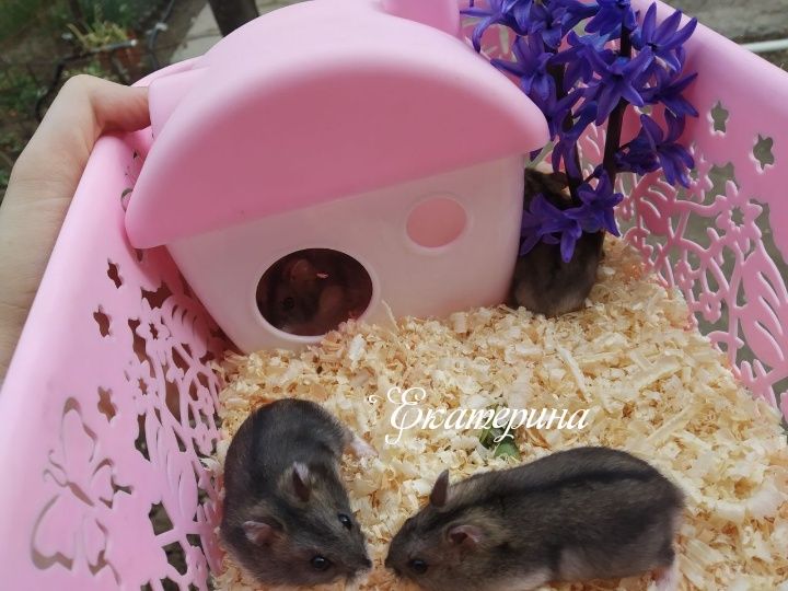 Джунгарские хомяки