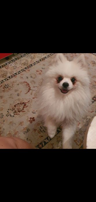 Взяка померанскии шпиц