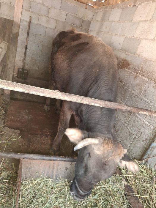 Сиыр сатылады Алатау сутти