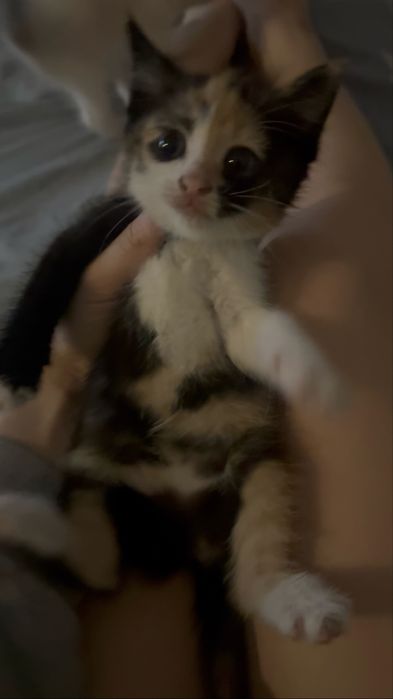 Отдаю игривых котят