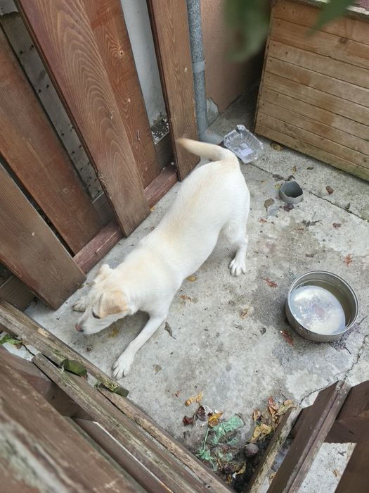 Donez labrador femela