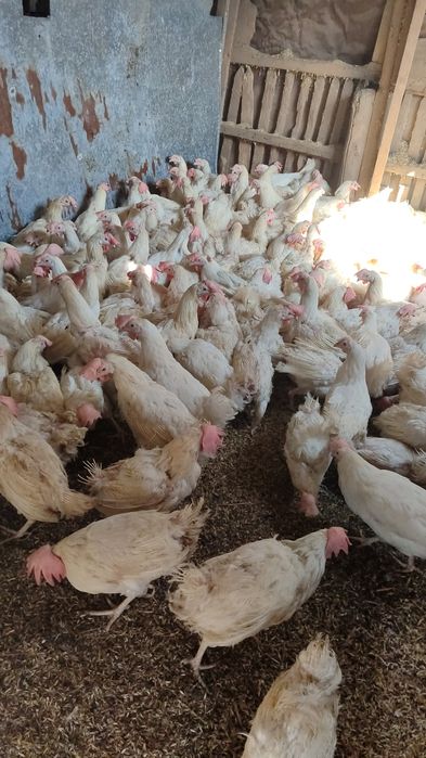 Продаю кур несушек.