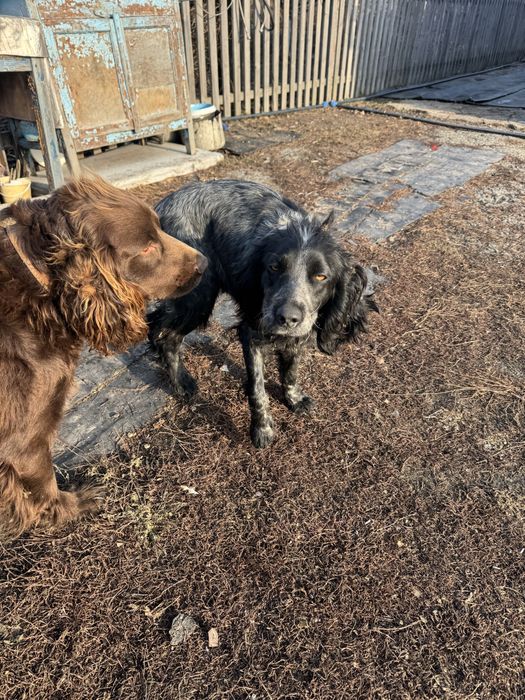 Продам руского спаниэля