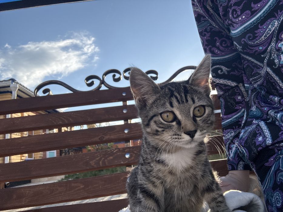 Отдам котянка в хорошие руки, девочка