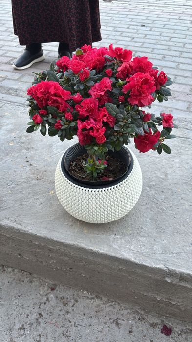 Хит Цветы Азалия