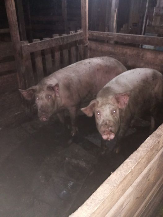 Продам Хряков на племя