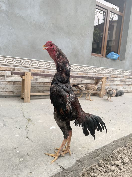 Dakan jo’ja sotiladi