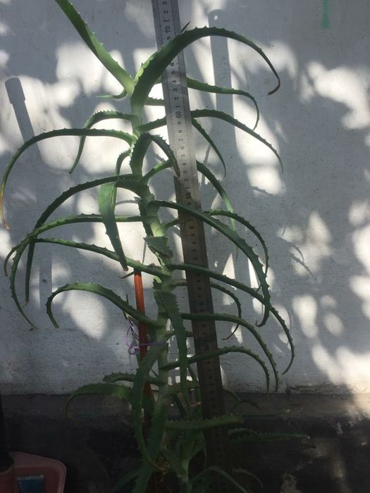 Продам алое лечебный