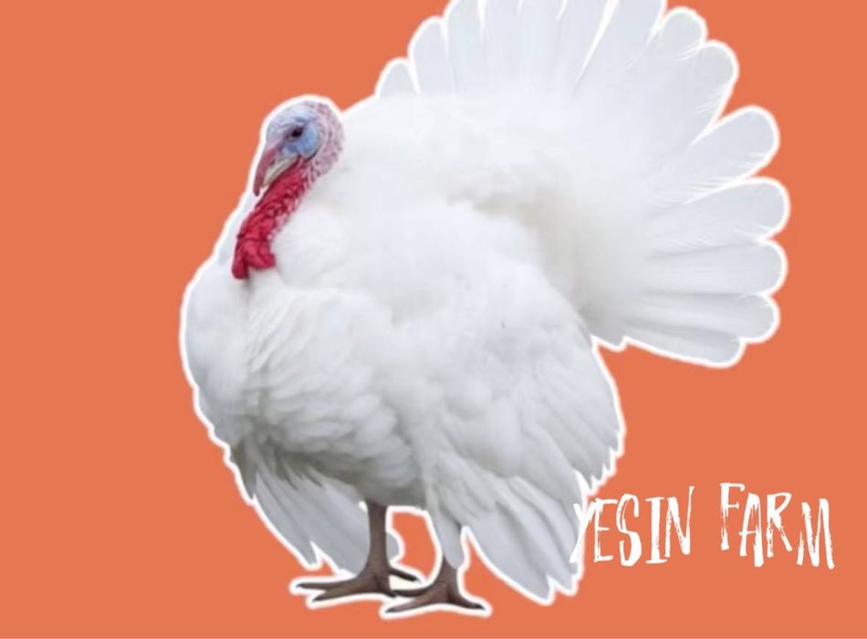 Хайбрид конвертер инкубационные яйца индюков, сильная генетика