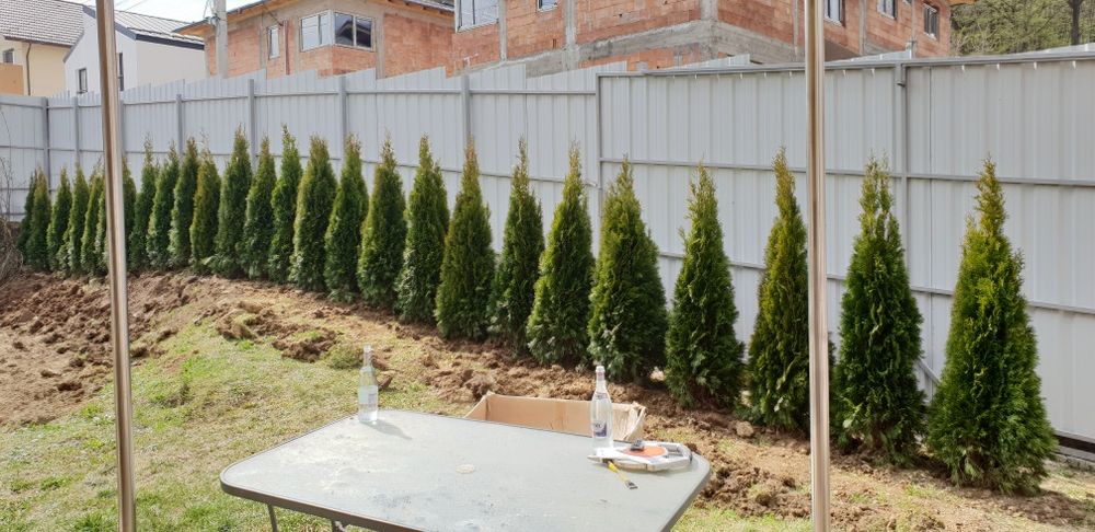 Vindem tuia smaragd de mai multe dimensiuni